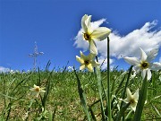 47 Alla croce di vetta del Linzone (1392 m) tra i narcisi